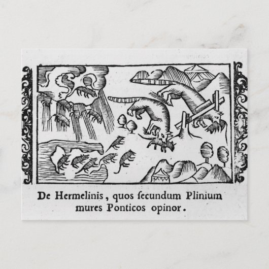 Carte Postale Migration des lemmings (Devant)