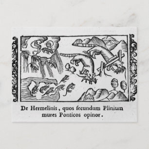 Carte Postale Migration des lemmings