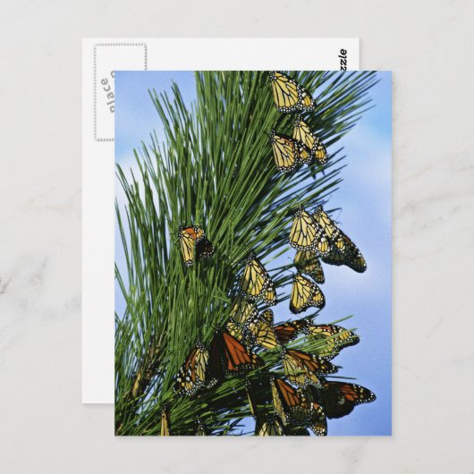 Carte Postale Migration des monarques (Devant / Derrière)