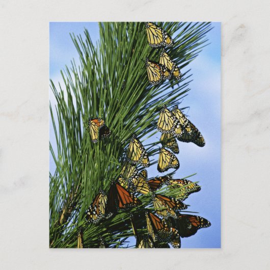 Carte Postale Migration des monarques (Devant)