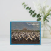 Carte postale Migrer les oiseaux (Debout devant)