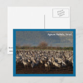 Carte postale Migrer les oiseaux (Devant / Derrière)