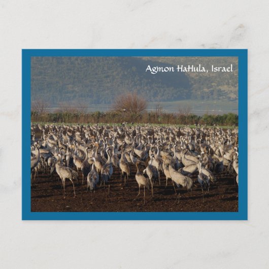 Carte postale Migrer les oiseaux (Devant)