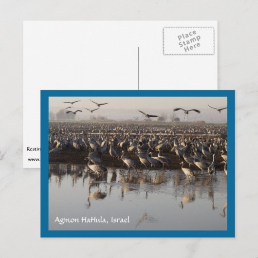 Carte postale Migrer les oiseaux (Devant / Derrière)