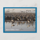 Carte postale Migrer les oiseaux (Devant)