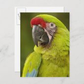 Carte Postale Militaire Macaw (Devant / Derrière)