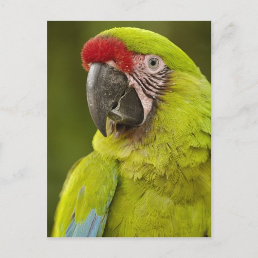 Carte Postale Militaire Macaw (Devant)