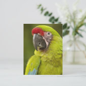 Carte Postale Militaire Macaw (Debout devant)