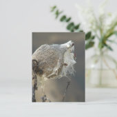 Carte Postale Milkweed (Debout devant)