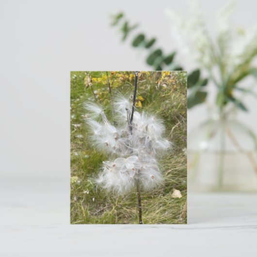 Carte Postale Milkweed | Papillon | (Debout devant)