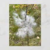 Carte Postale Milkweed | Papillon | (Devant)