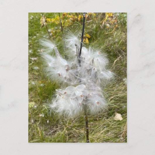 Carte Postale Milkweed | Papillon | (Devant)