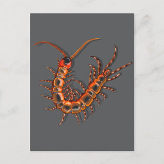 Carte Postale Mille-pattes
