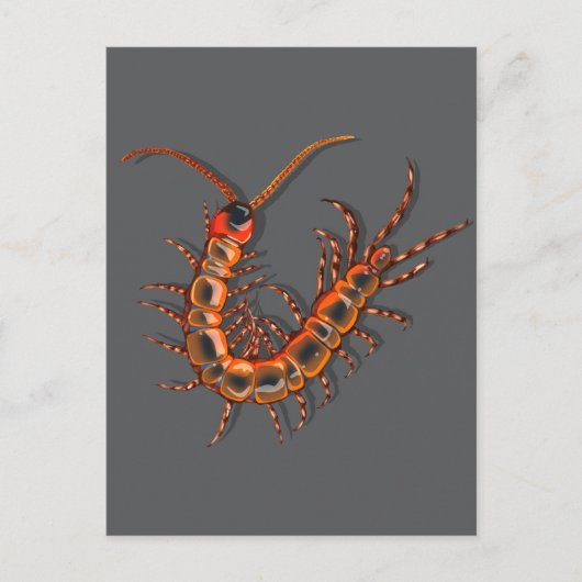 Carte Postale Mille-pattes (Devant)