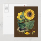 Carte Postale Miller : Tournesol (Devant / Derrière)