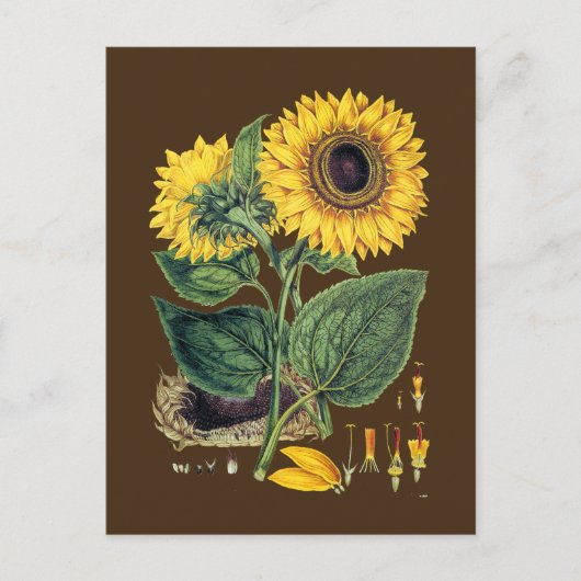 Carte Postale Miller : Tournesol (Devant)