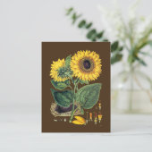 Carte Postale Miller : Tournesol (Debout devant)