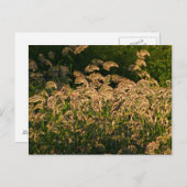 Carte Postale Millet sauvage (Panicum Sp.) Croissance Dans Les Z (Devant / Derrière)