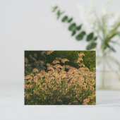 Carte Postale Millet sauvage (Panicum Sp.) Croissance Dans Les Z (Debout devant)