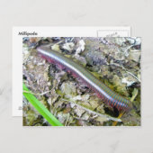 Carte postale Millipede (Devant / Derrière)