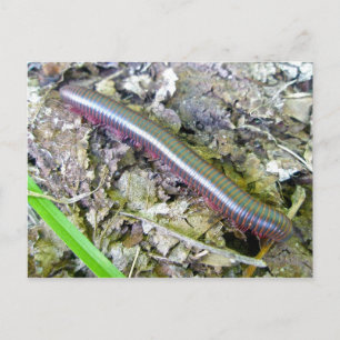 Carte postale Millipede