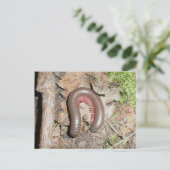 Carte postale Millipede (Debout devant)