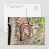 Carte postale Millipede (Devant / Derrière)