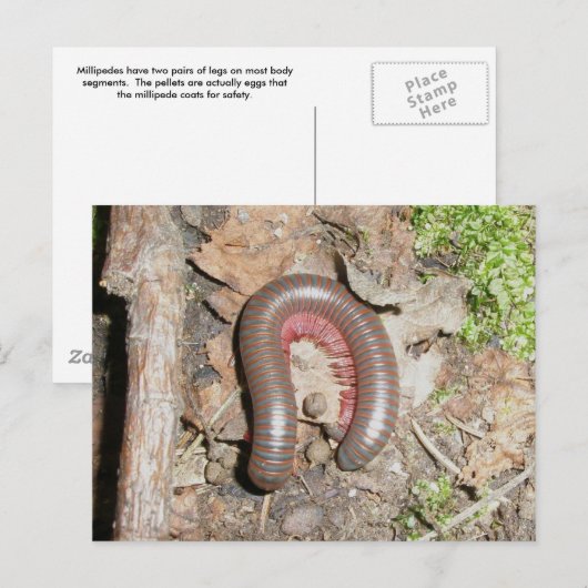 Carte postale Millipede (Devant / Derrière)