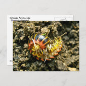 Carte Postale Millipede Polydesmida (Sigmoria aberrans) (Devant / Derrière)