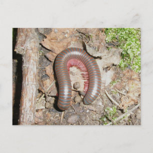 Carte Postale Millipede (Spirobolida-Narceus americanus)