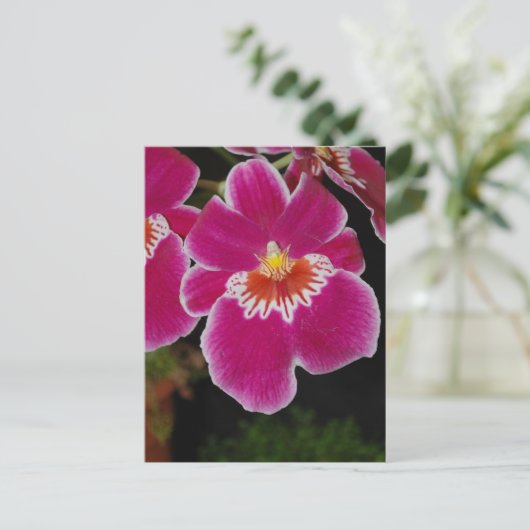 Carte Postale Miltonia Eros orchidée sanseuse (Debout devant)