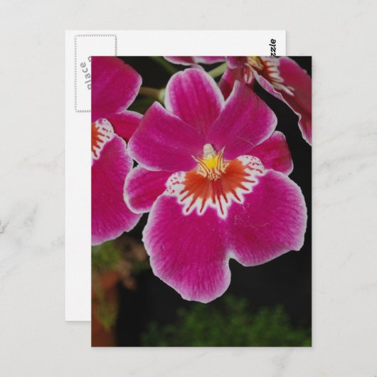 Carte Postale Miltonia Eros orchidée sanseuse (Devant / Derrière)