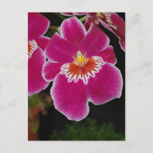 Carte Postale Miltonia Eros orchidée sanseuse