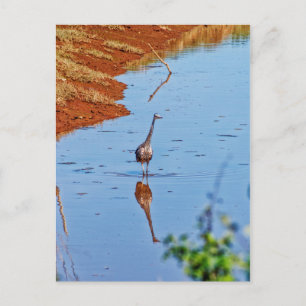 Carte Postale Mimitation