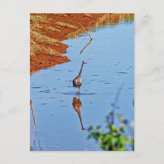 Carte Postale Mimitation (Devant)