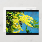 Carte Postale Mimosa de France (Devant / Derrière)