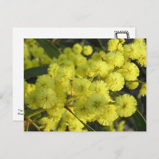 Carte Postale Mimosa doré (Devant / Derrière)