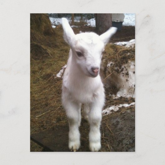 Carte postale Min Doeling (Devant)