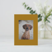 Carte Postale Minature Dachshund (Debout devant)