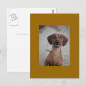 Carte Postale Minature Dachshund (Devant / Derrière)