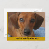 Carte Postale Minature Dachshund (Devant / Derrière)