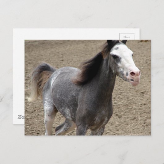 Carte Postale Mini Cheval en Classe Liberté à un Horse Show (Devant / Derrière)