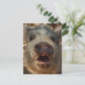 Carte postale Mini Cochon (Debout devant)