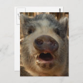 Carte postale Mini Cochon (Devant / Derrière)
