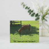 Carte postale Mini Horse (Debout devant)
