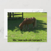 Carte postale Mini Horse (Devant / Derrière)