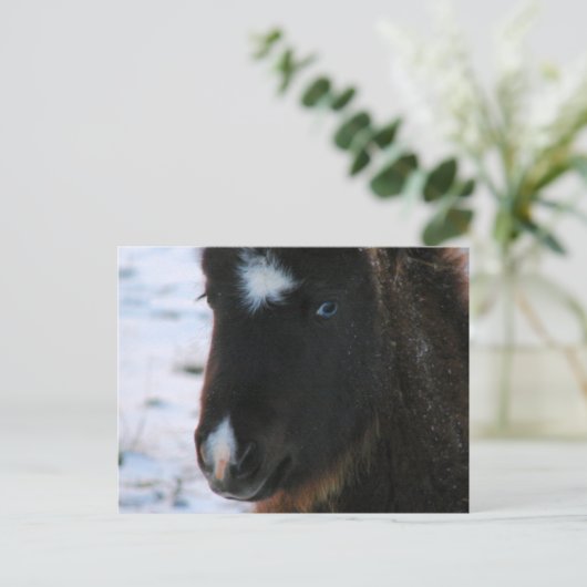 Carte Postale Mini Horse adorable Filly (Debout devant)