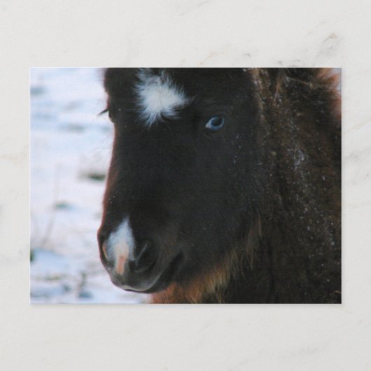 Carte Postale Mini Horse adorable Filly (Devant)