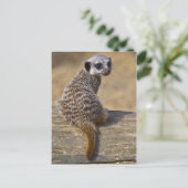 Carte postale Mini Kat (Debout devant)