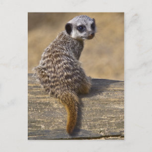 Carte postale Mini Kat